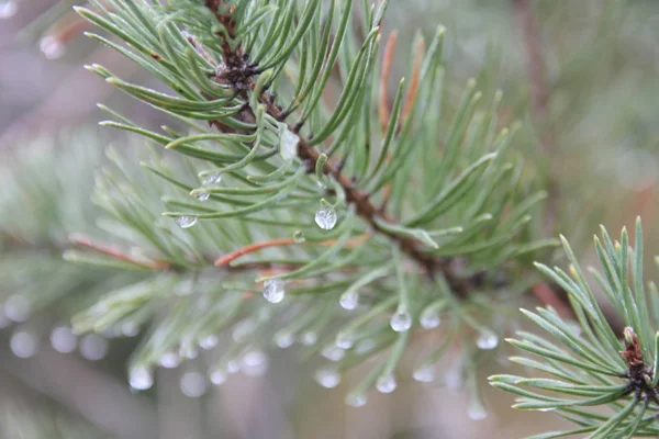 モミの木は よく詳細な水滴 モミの森の雨の日 モミの木の針に水滴の詳細を持つ葉 — ストック写真