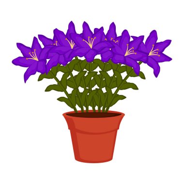 Bir saksıyı orkide çiçekler