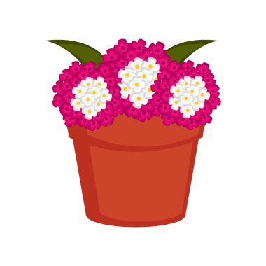 Verbena çiçekler ile izole kap