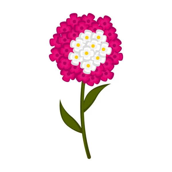 Elszigetelt aranyos verbena virág ikon — Stock Vector