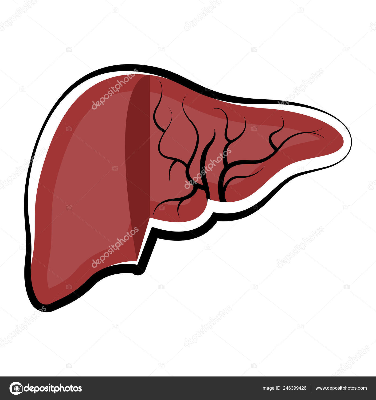 Short / Long answer questions.Draw a labelled histological diagram of the  T.S. of liver. Name any four of its important functions.