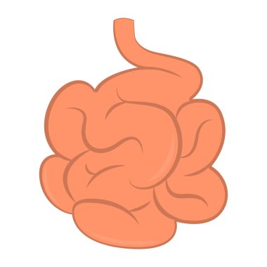 İzole insan ince bağırsak