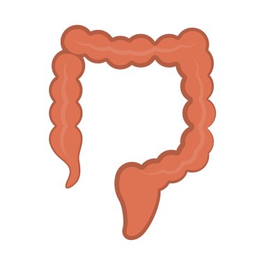 İzole insan kalın bağırsak