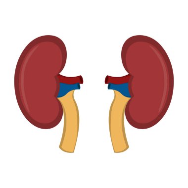 İzole insan böbrek