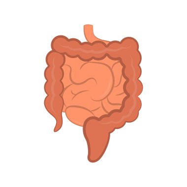 İzole küçük ve büyük bağırsak