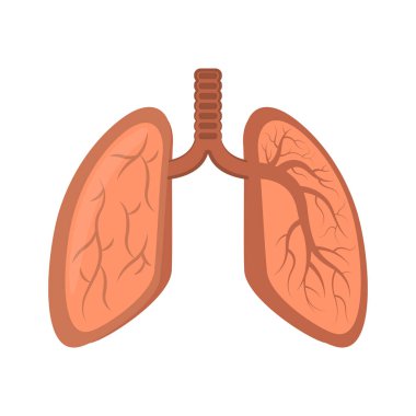 İzole insan akciğer kesmek