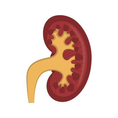 İzole insan böbrek kesmek