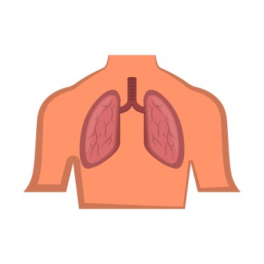 Bir vücutta izole insan akciğer