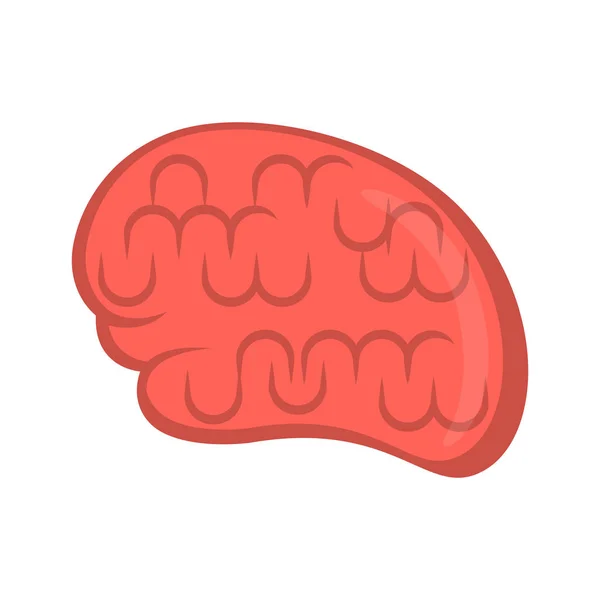 Isoliertes menschliches Gehirn — Stockvektor