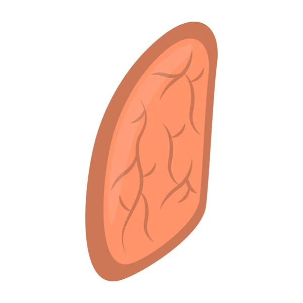 Isolerade mänskliga lungan — Stock vektor
