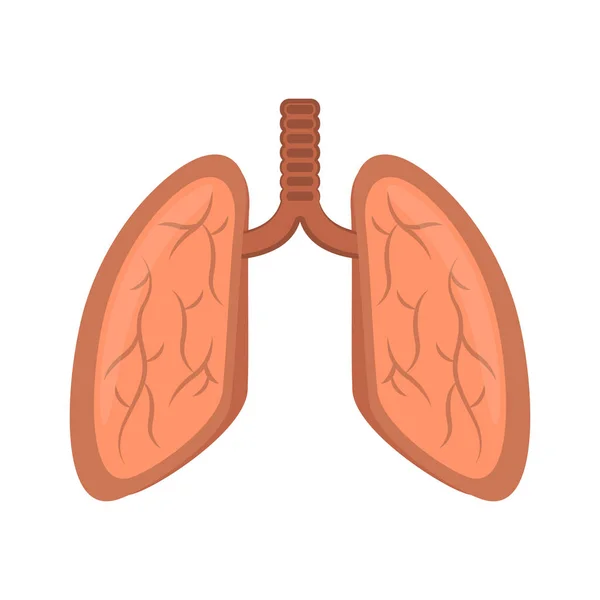 Geïsoleerde menselijke longen — Stockvector