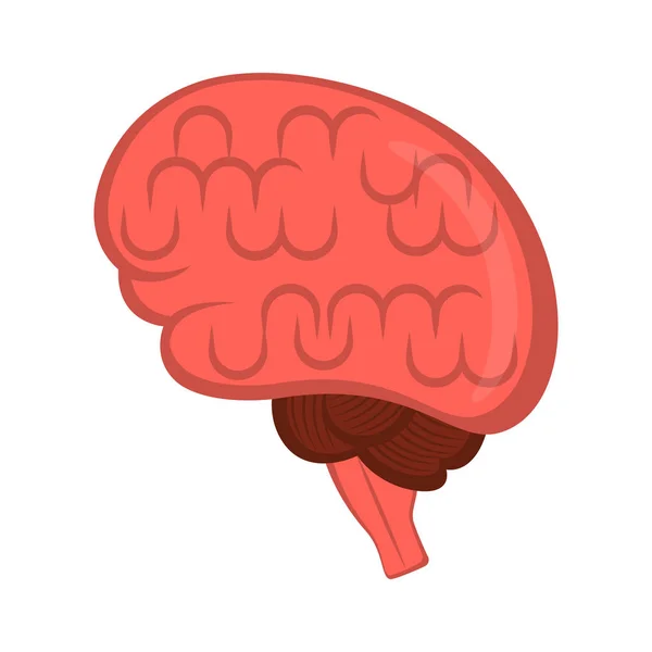 Cerebro humano aislado — Vector de stock