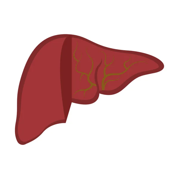 Hígado aislado cortado humano — Vector de stock