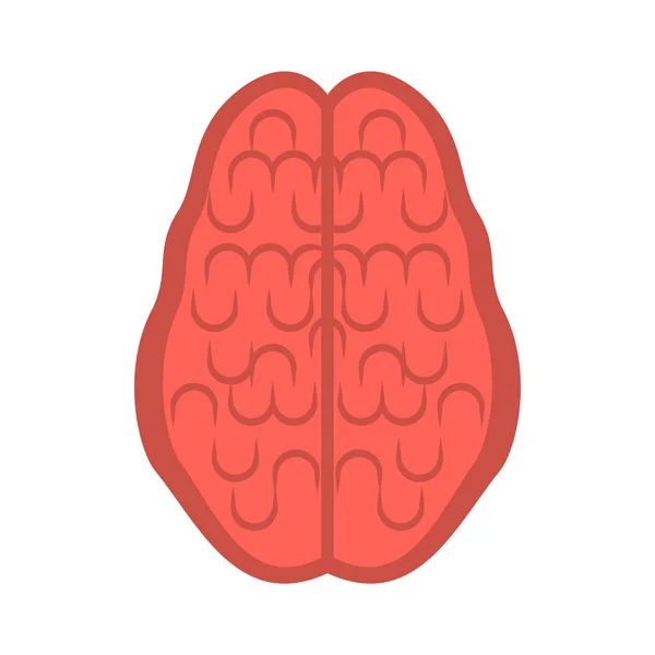 Geïsoleerde menselijke hersenen knippen — Stockvector