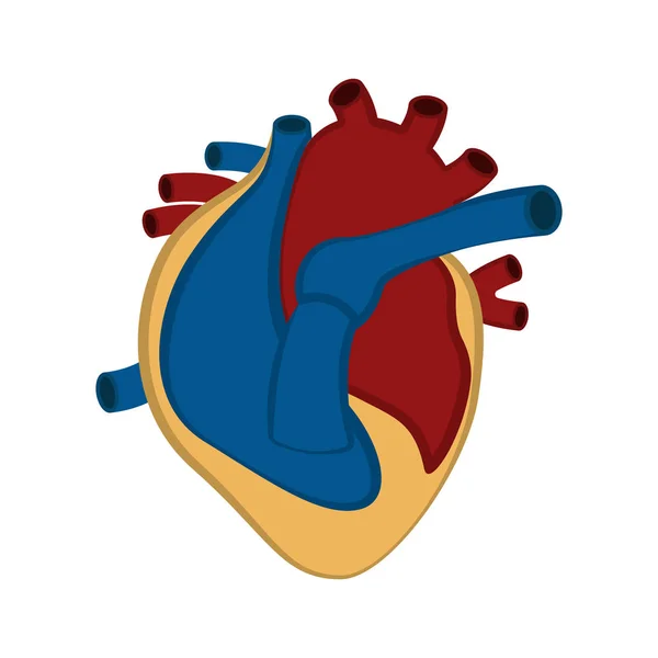 Izolované lidské srdce — Stockový vektor