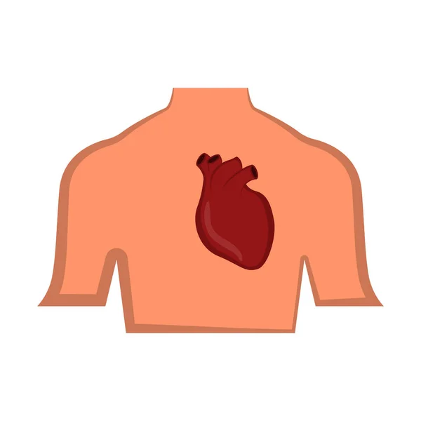 Isolated human hearth in a body