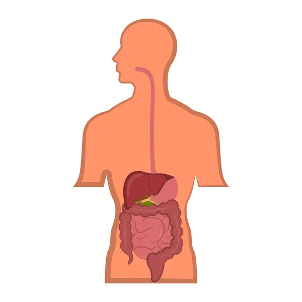 El sistema digestivo humano en un cuerpo humano — Vector de stock