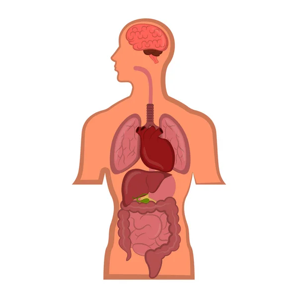 L'anatomie humaine dans un corps humain — Image vectorielle