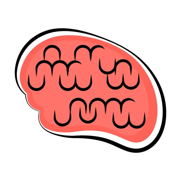 Cerebro humano aislado. Dibujo coloreado — Vector de stock