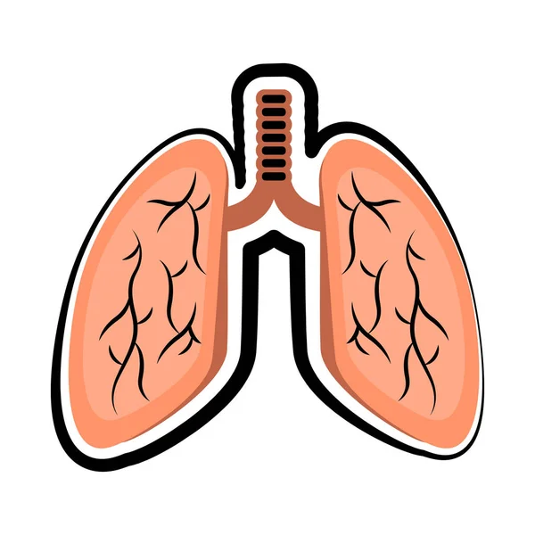Isolerade mänskliga lungor färgad skiss — Stock vektor