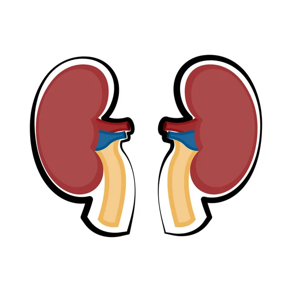 Isolated human kidneys. Colored sketch — Stock Vector