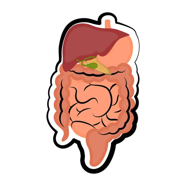 Sistema digestivo humano. Dibujo coloreado — Vector de stock