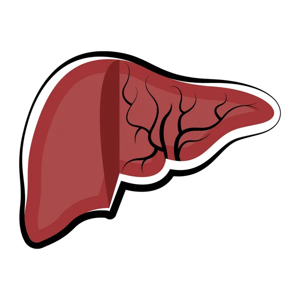 Fígado cortado humano. Desenho colorido —  Vetores de Stock