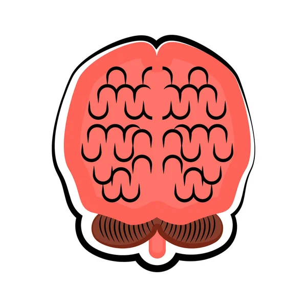 Cerebro humano cortado. Dibujo coloreado — Vector de stock