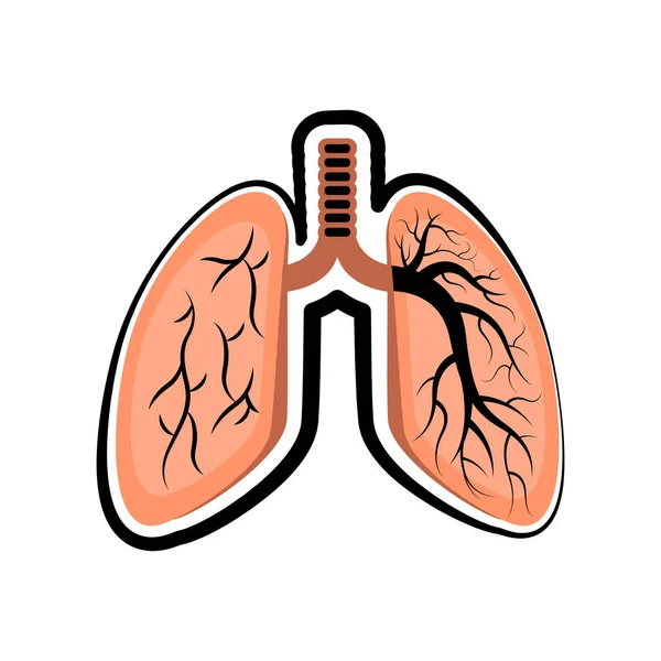 Mänskliga skär lung. Färgad skiss — Stock vektor
