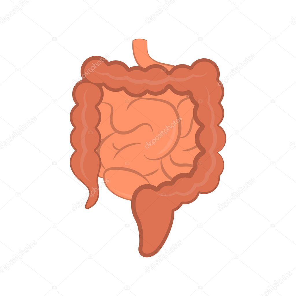 Isolated small and large intestines