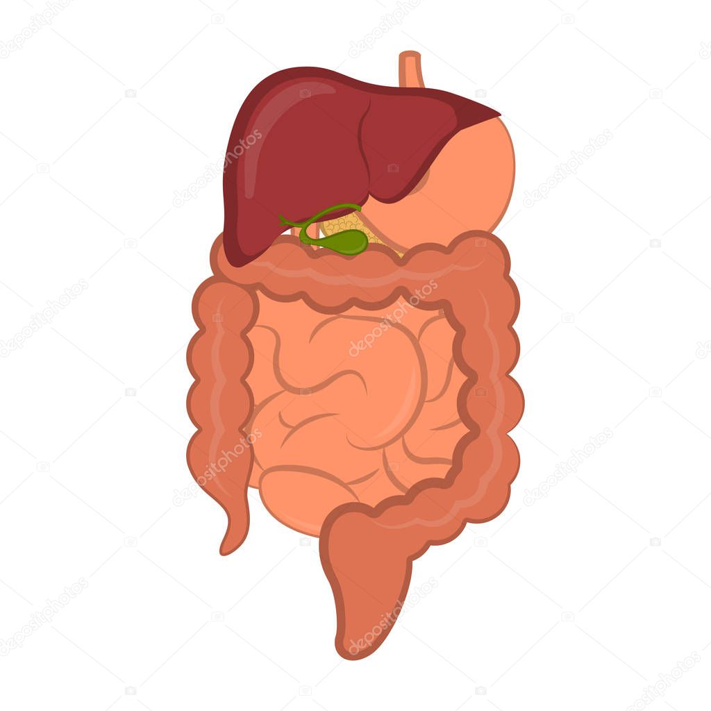 Human digestive system