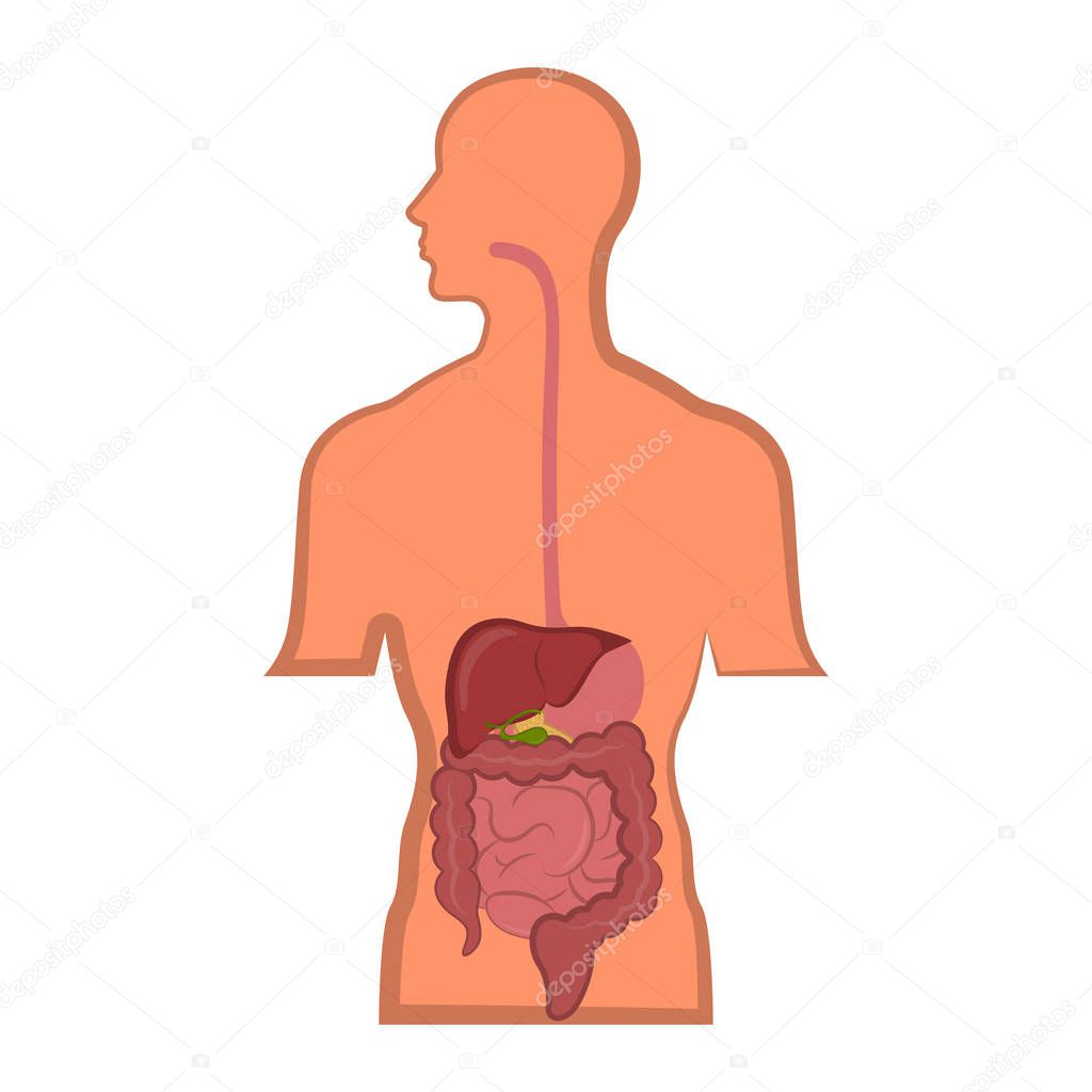Human digestive system in a man body