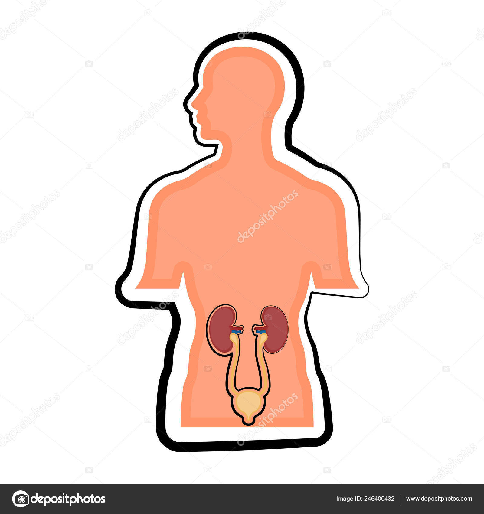 Draw the excretory system in human beings and label the following organ of  the excretory system which performs the following functions 1 form urine 2  is a long tube that collects urine