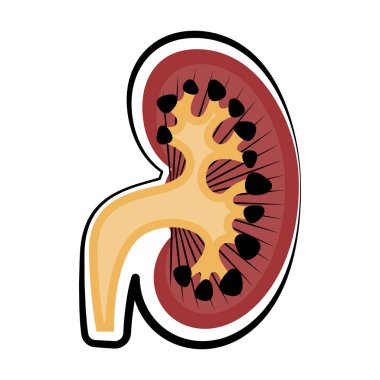 İnsan böbrek kesti. Renkli çizimi