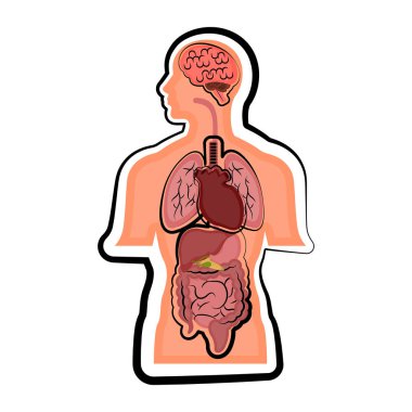 Bir adam vücutta insan anatomisi