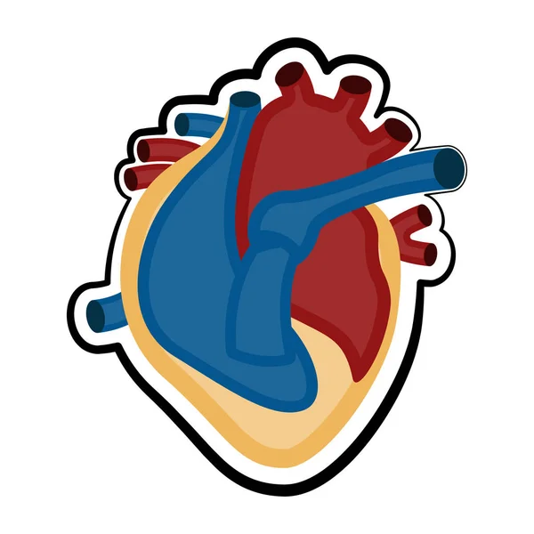 Lidská vyjmout srdce. Barevná skica — Stockový vektor