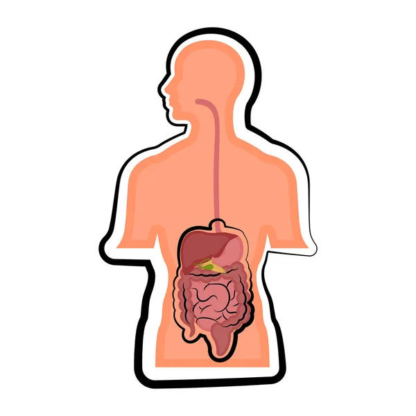 El sistema digestivo humano en un cuerpo humano — Vector de stock