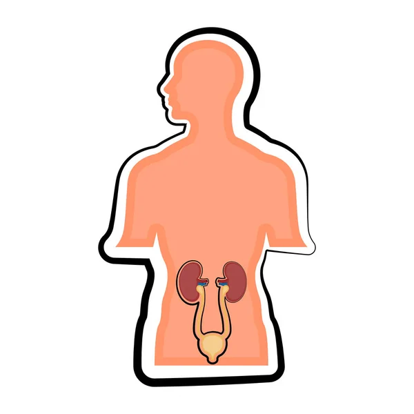 Sistema urinario humano aislado en un cuerpo humano — Archivo Imágenes Vectoriales