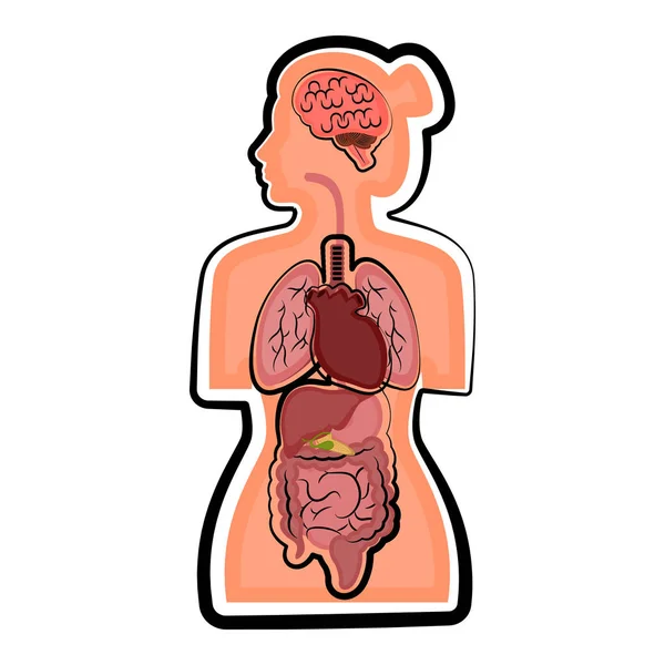 Anatomía humana en el cuerpo de una mujer — Vector de stock