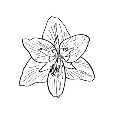 Ayrı bir çiçek çizimi.