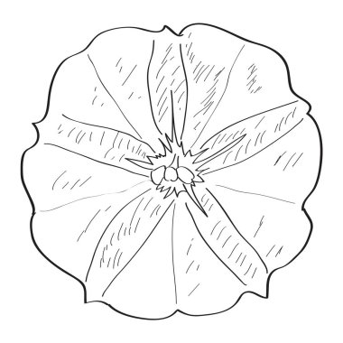 Ayrı bir çiçek çizimi.