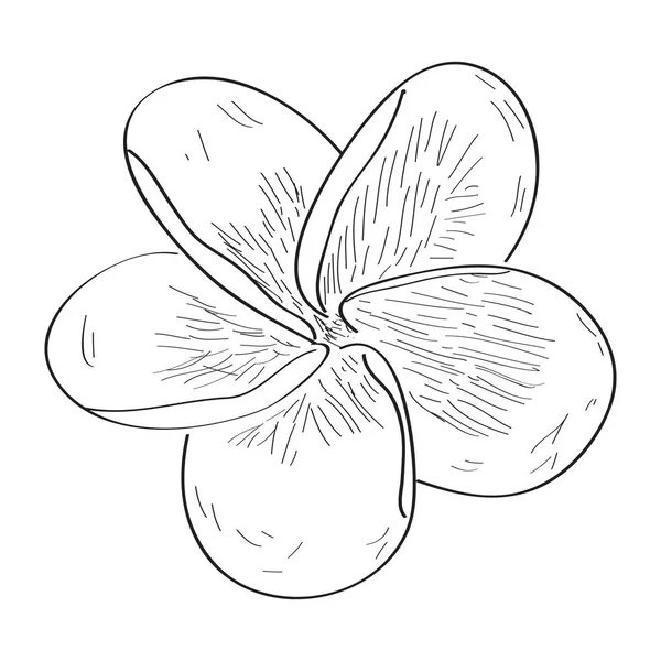 Croquis isolé d'une fleur — Image vectorielle
