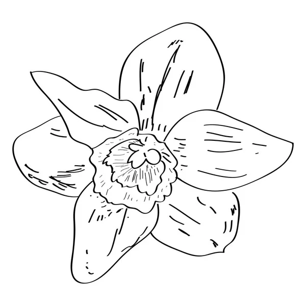 Croquis isolé d'une fleur — Image vectorielle