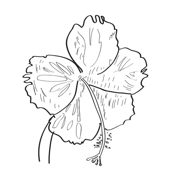 花の独立したスケッチ — ストックベクタ