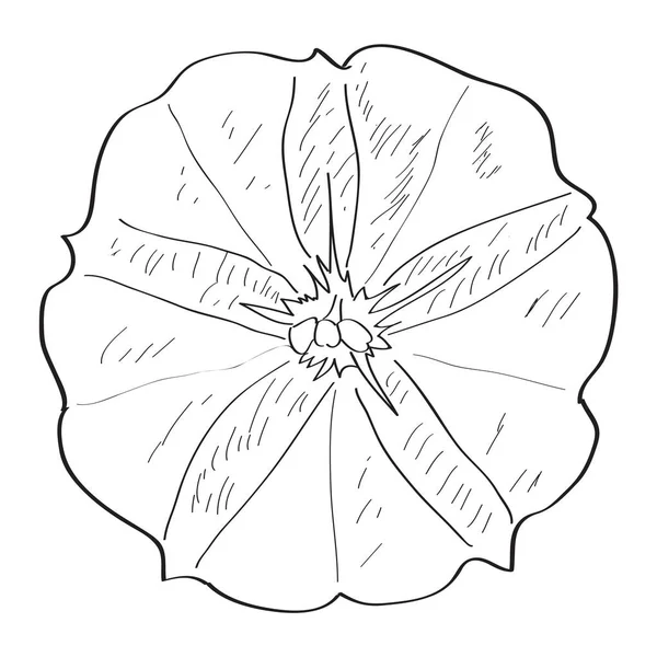 Geïsoleerde schets van een bloem — Stockvector