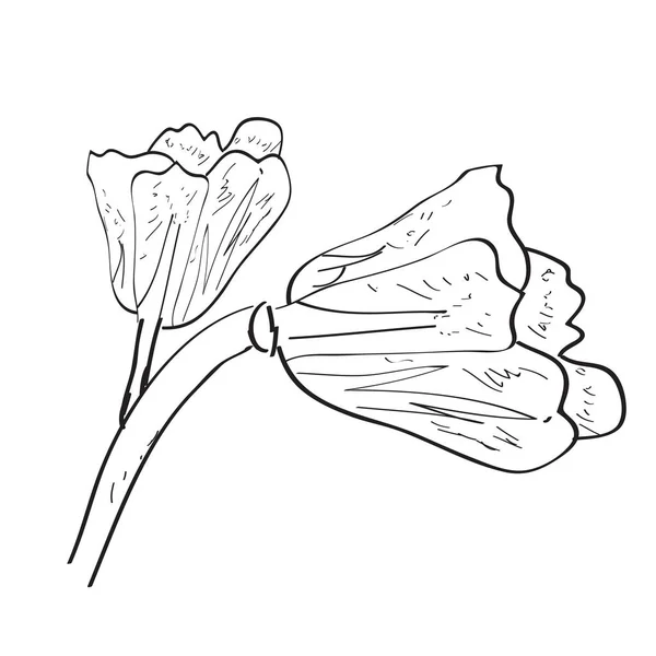 Esbozo aislado de una flor — Vector de stock