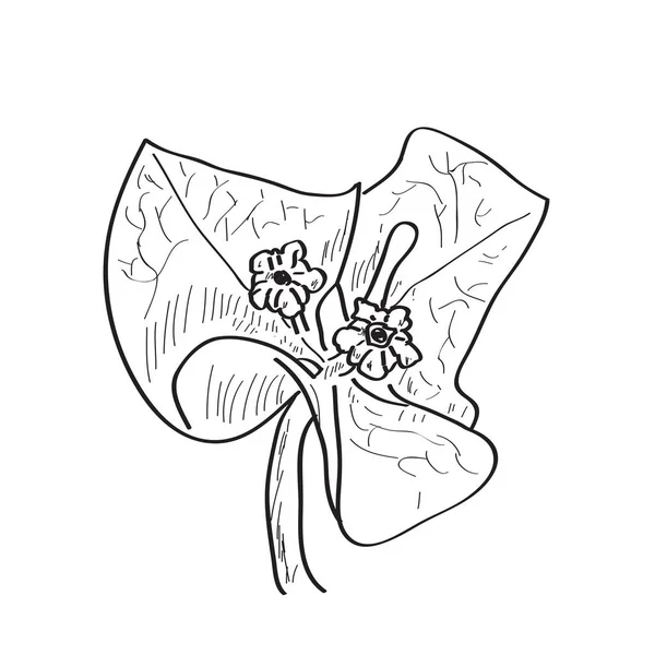 Croquis isolé d'une fleur — Image vectorielle