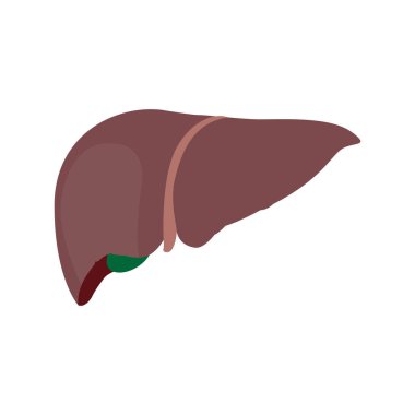 izole insan karaciğer