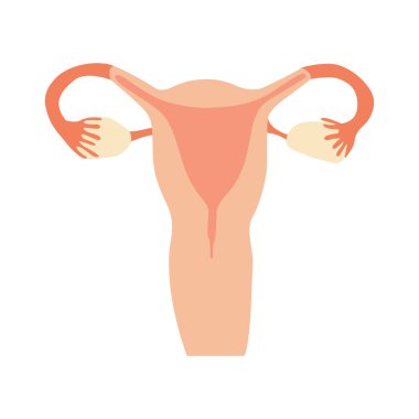 İzole kadın üreme sistemi