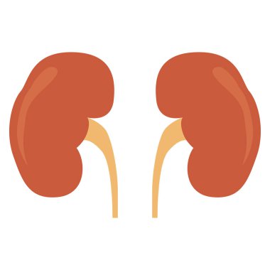İzole insan böbrek